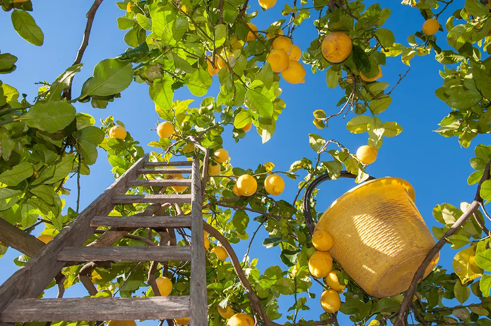 Sicilian Lemons